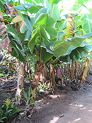 Dwarf Giant Banana (Musa acuminata 'Enano Gigante') at A Very Successful Garden Center