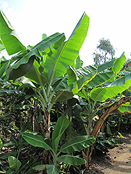 Extra Dwarf Cavendish Banana (Musa 'Extra Dwarf Cavendish') at A Very Successful Garden Center