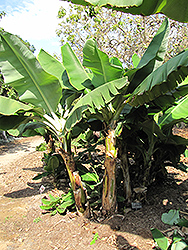 Sucrier Banana (Musa 'Sucrier') at A Very Successful Garden Center