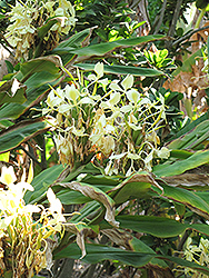 Kahili Ginger Lily (Hedychium gardnerianum) at Lakeshore Garden Centres