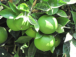 Fukumoto Navel Orange (Citrus sinensis 'Fukumoto') at A Very Successful Garden Center