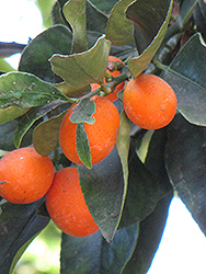 Oval Kumquat (Fortunella margarita) at Lakeshore Garden Centres
