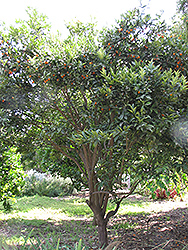 Oval Kumquat (Fortunella margarita) at A Very Successful Garden Center