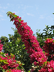 Bangkok Pink Bougainvillea (Bougainvillea 'Bangkok Pink') at A Very Successful Garden Center