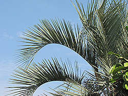 Jelly Palm (Butia capitata) at A Very Successful Garden Center