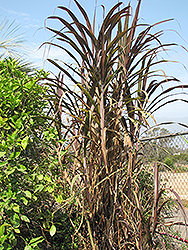 Wild Sugarcane (Saccharum spontaneum) at Stonegate Gardens