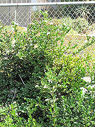Kishu Mandarin (Citrus reticulata 'Kishu') at Stonegate Gardens