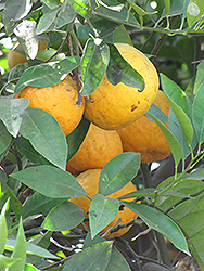 Tangor (Citrus reticulata x sinensis) at A Very Successful Garden Center