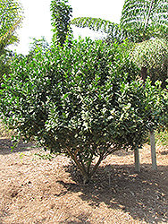 Bearss Seedless Lime (Citrus aurantifolia 'Bearss Seedless') at A Very Successful Garden Center
