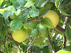 Eureka Lemon (Citrus limon 'Eureka') at A Very Successful Garden Center