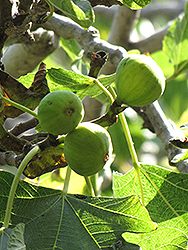 Tena Fig (Ficus carica 'Tena') at Lakeshore Garden Centres