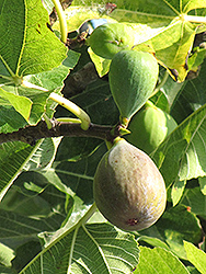 Flanders Fig (Ficus carica 'Flanders') at A Very Successful Garden Center
