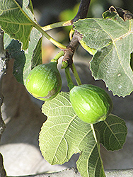 Yellow Long Neck Fig (Ficus carica 'Yellow Long Neck') at Lakeshore Garden Centres