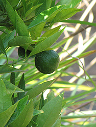 Lee Mandarin (Citrus reticulata 'Lee') at A Very Successful Garden Center