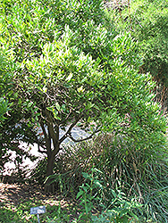 Lee Mandarin (Citrus reticulata 'Lee') at A Very Successful Garden Center