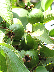 White Indian Guava (Psidium guajava 'White Indian') at A Very Successful Garden Center