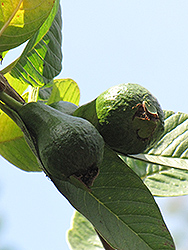 Pear Guava (Psidium guajava 'Pear') at A Very Successful Garden Center