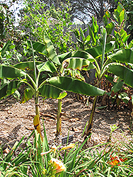 Thousand Fingers Banana (Musa 'Thousand Fingers') at A Very Successful Garden Center