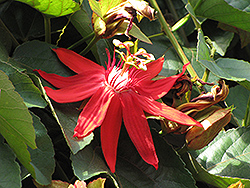 Crimson Passion Flower (Passiflora vitifolia) at A Very Successful Garden Center