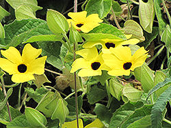 Lemon Star Black-Eyed Susan (Thunbergia alata 'Lemon Star') at A Very Successful Garden Center