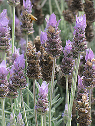 French Lavender (Lavandula dentata) at A Very Successful Garden Center