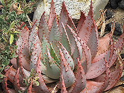 Fez Aloe (Aloe peglerae) at Stonegate Gardens
