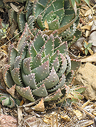 Short-leaved Aloe (Aloe brevifolia) at A Very Successful Garden Center