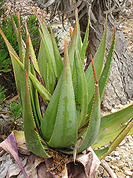 Fynbos Aloe (Aloe succotrina) at A Very Successful Garden Center