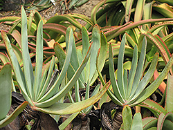Fan Aloe (Aloe plicatilis) at A Very Successful Garden Center