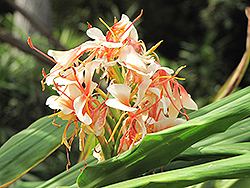 White Butterfly Ginger Lily (Hedychium coronarium) at A Very Successful Garden Center