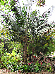 Kentia Palm (Howea forsteriana) at A Very Successful Garden Center