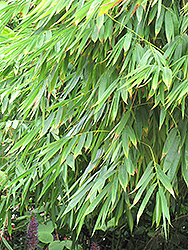 Ghost Bamboo (Dendrocalamus minor 'Amoenus') at A Very Successful Garden Center