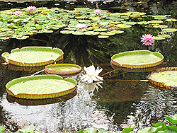Giant Water Lily (Victoria amazonica) at Lakeshore Garden Centres