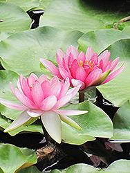 Pygmy Water Lily (Nymphaea tetragona) at Lakeshore Garden Centres