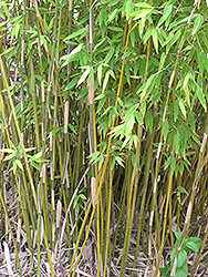 Naked Clumping Bamboo (Fargesia denudata) at A Very Successful Garden Center
