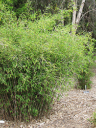 Umbrella Bamboo (Fargesia murielae) at A Very Successful Garden Center