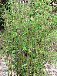 Red Fountain Bamboo (Fargesia nitida 'Jiuzhaigou') at A Very Successful Garden Center