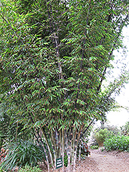 Betung Hitam Black Asper Bamboo (Dendrocalamus asper 'Betung Hitam') at A Very Successful Garden Center