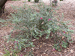 Valentine Emu Bush (Eremophila 'Valentine') at Stonegate Gardens