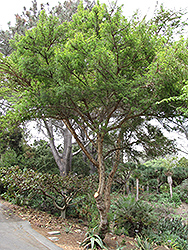 Red Acacia (Acacia seyal) at A Very Successful Garden Center