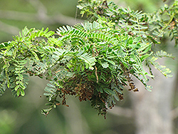 Jandi (Prosopis cineraria) at A Very Successful Garden Center