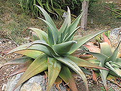 Arabian Aloe (Aloe rubroviolacea) at A Very Successful Garden Center
