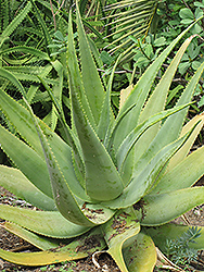 Arabian Aloe (Aloe pseudorubroviolacea) at A Very Successful Garden Center