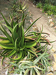 Shelpe's Aloe (Aloe schelpei) at A Very Successful Garden Center
