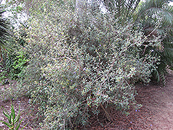 Socotra Ruellia (Ruellia insignis) at A Very Successful Garden Center