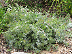 Albany Woolly Bush (Adenanthos x cunninghamii) at A Very Successful Garden Center