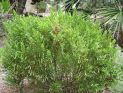 Coliban River Rock Fuchsia (Correa glabra 'Coliban River') at Stonegate Gardens