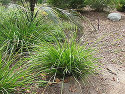 Katrinus Deluxe Mat Rush (Lomandra longifolia 'Katrinus Deluxe') at Stonegate Gardens