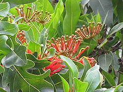 Firewheel Tree (Stenocarpus sinuatus) at Lakeshore Garden Centres