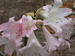 Moore's Crinum Lily (Crinum moorei) at A Very Successful Garden Center